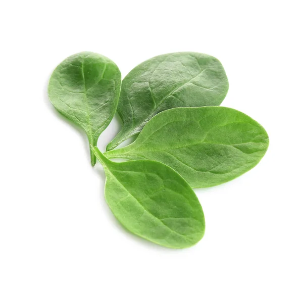 Frische grüne Blätter von gesundem Babyspinat auf weißem Hintergrund — Stockfoto