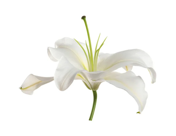Hermoso lirio sobre fondo blanco. Flor funeraria — Foto de Stock