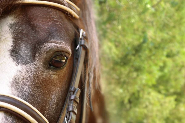 Närbild vy av söt brun ponny med träns utomhus — Stockfoto