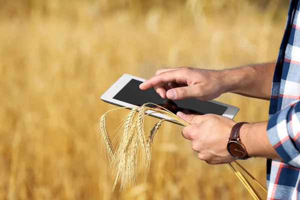 Agronomist met Tablet in tarwe veld. Graan graangewas — Stockfoto