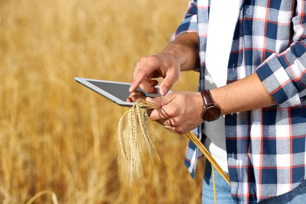 Agronomist met Tablet in tarwe veld. Graan graangewas — Stockfoto