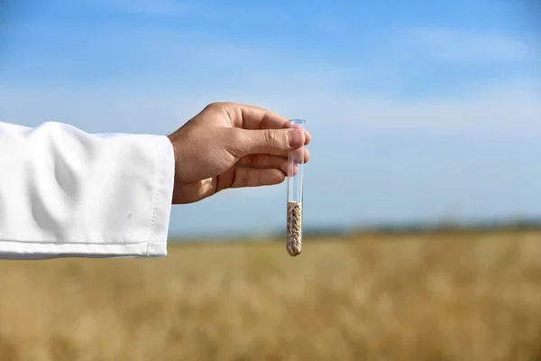Agronomist holding test tube with wheat grains in field, closeup. Cereal farming