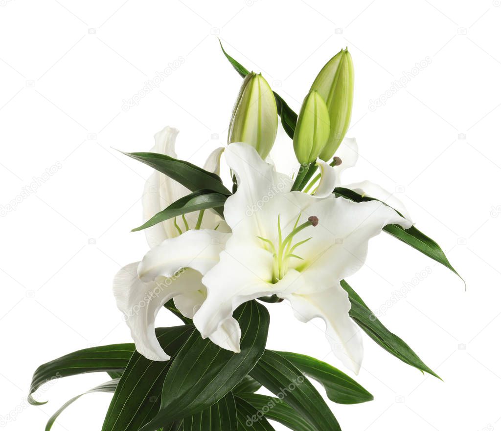 Beautiful lilies on white background. Funeral flowers