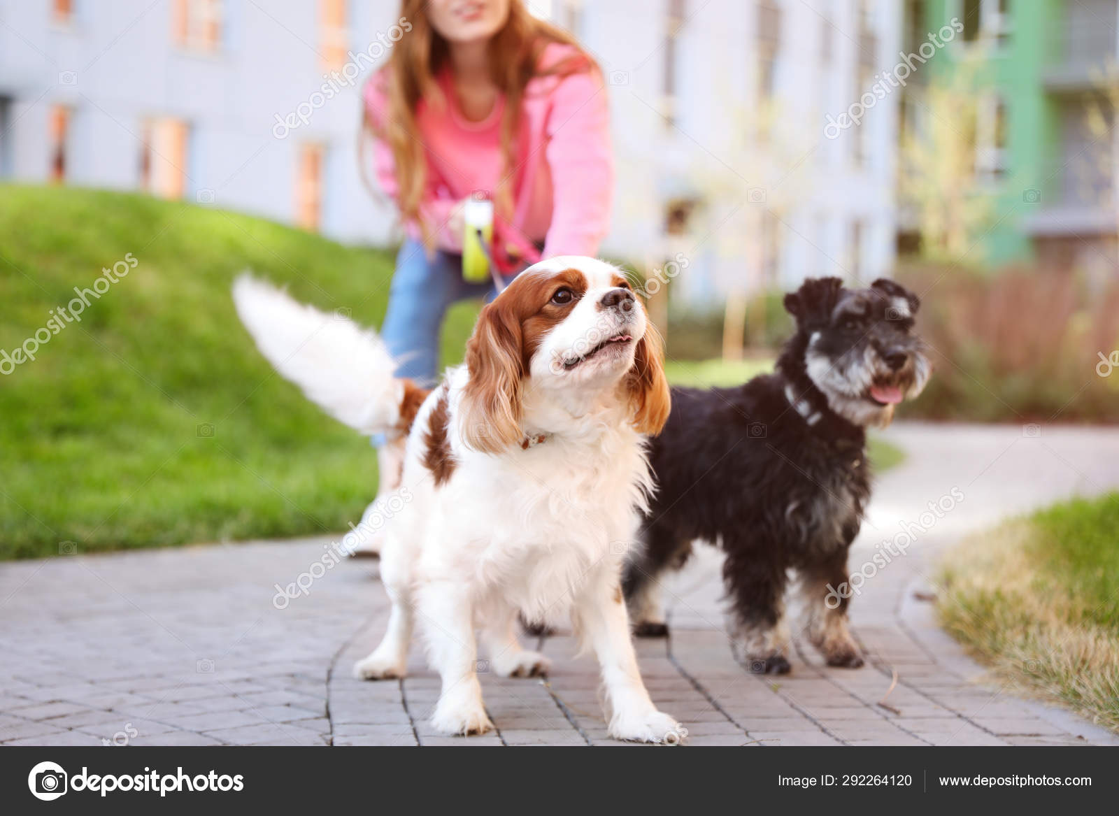 mini king charles spaniel