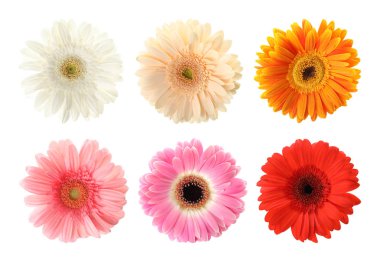 Beyaz arka plan üzerinde güzel gerbera çiçek seti