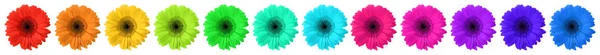 Set van prachtige Gerbera bloemen op witte achtergrond. Banner ontwerp — Stockfoto