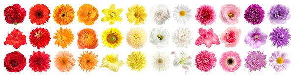 Set von verschiedenen schönen Blumen auf weißem Hintergrund. Bannerdesign — Stockfoto