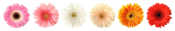 흰색 배경에 아름다운 거베라 꽃의 집합입니다. 배너 디자인 — 스톡 사진