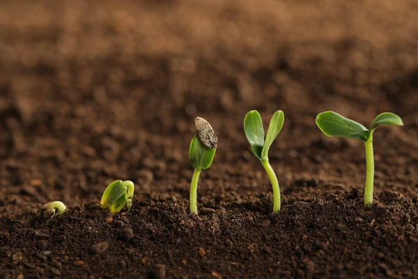 Little green seedlings growing in fertile soil — Stock Photo, Image