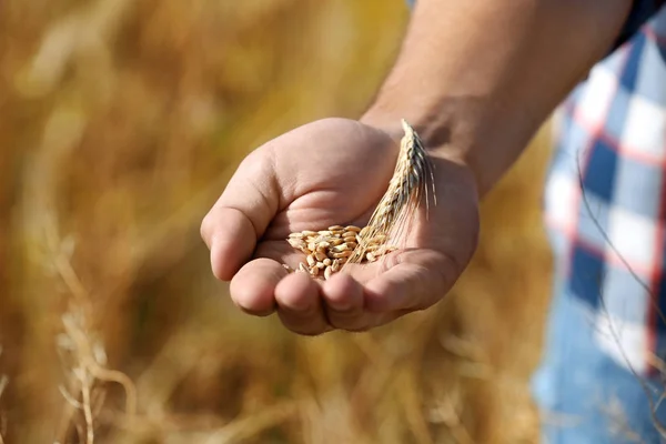 Bauer mit Weizenkörnern auf dem Feld, Nahaufnahme. Getreideanbau — Stockfoto