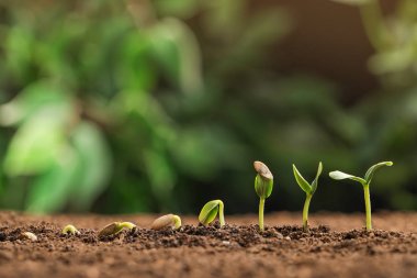 Little green seedlings growing in fertile soil against blurred background. Space for text clipart