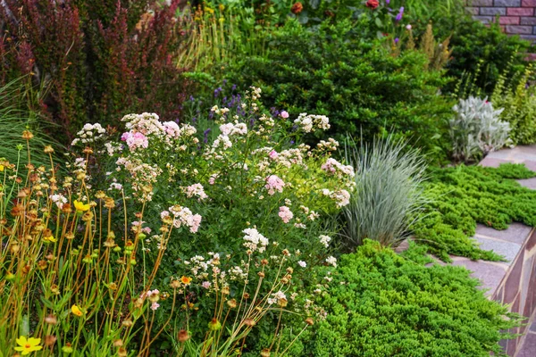 美丽的绿色花园与不同的植物在夏天 — 图库照片