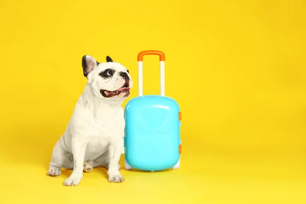 Franse Bulldog met kleine koffer op gele achtergrond. Ruimte voor tekst — Stockfoto