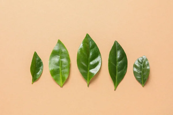 Fresh green coffee leaves on light orange background, flat lay