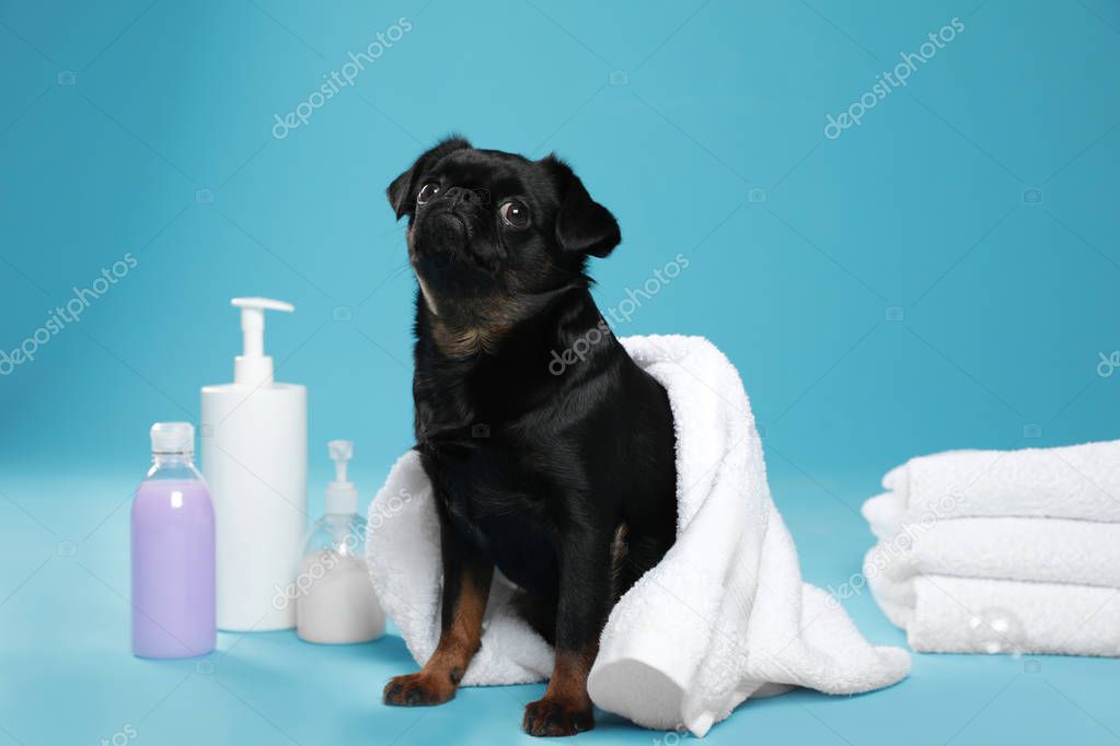 Cute black Petit Brabancon dog with towel, bath accessories and bubbles on light blue background