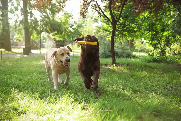 Divertenti cani Labrador Retriever che giocano nel parco estivo — Foto Stock