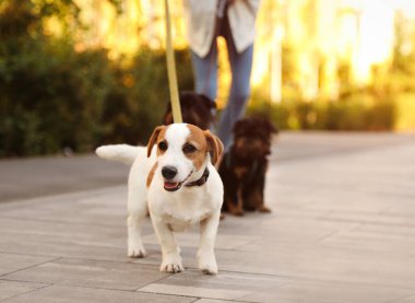 Parkta Jack Russell Terrier ve Brüksel Griffon köpekleri yürüyüş Kadın