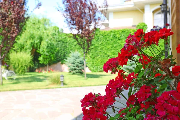 Vacker trädgård på solig dag, fokusera på röda geranium blommor — Stockfoto