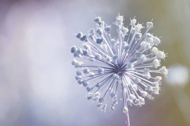 Bulanık arka plan, yakın çekim ve metin için alan üzerinde güzel yabani çiçek. Renk tonu