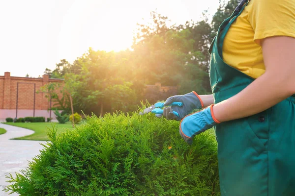 Woman trimming green bush outdoors, closeup. Home gardening — Stock Photo, Image