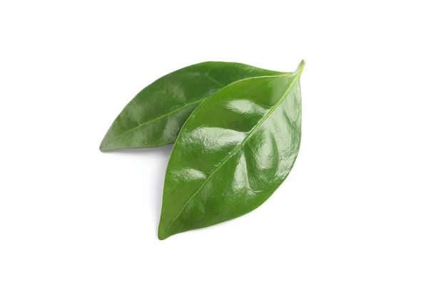 Folhas de café verde fresco isolado no branco — Fotografia de Stock