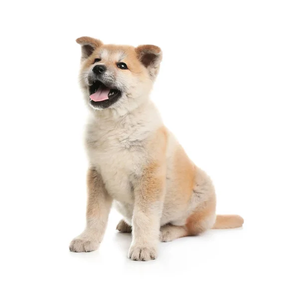 Adorável filhote de cachorro Akita Inu no fundo branco — Fotografia de Stock