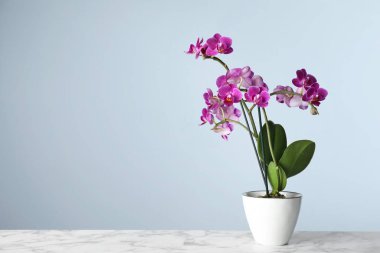 Açık mavi arka plan karşı mermer masada saksıda güzel tropikal orkide çiçek. Metin için alan