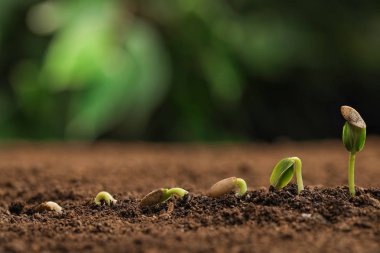 Little green seedlings growing in fertile soil against blurred background. Space for text clipart