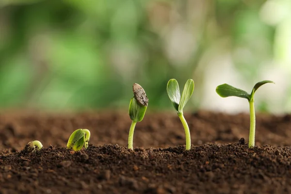 Små gröna plantor växer i jord mot suddig bakgrund — Stockfoto