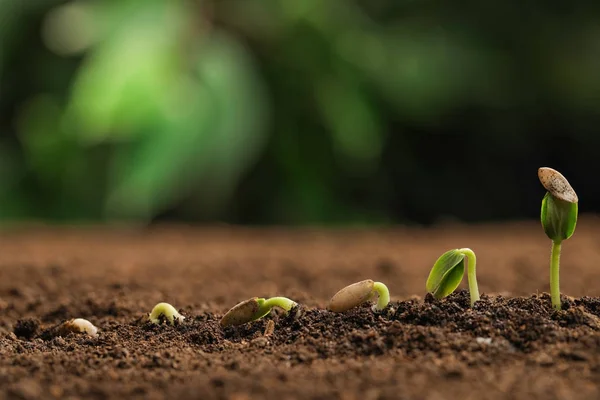 Pequeñas plántulas verdes que crecen en suelo fértil sobre fondo borroso. Espacio para texto —  Fotos de Stock
