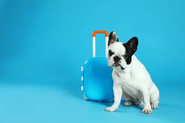 Franse Bulldog met kleine koffer op blauwe achtergrond. Ruimte voor tekst — Stockfoto