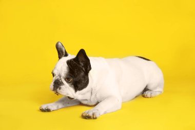 Sarı arka planda Fransız bulldog. Sevimli evcil hayvan