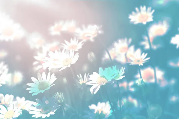 Vackra blommande blommor i äng, färgton — Stockfoto