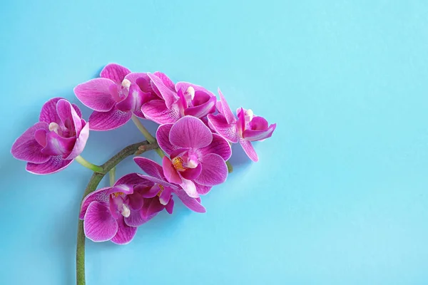 Ramo do Orchid com flores bonitas no fundo azul claro, vista superior. Espaço para texto — Fotografia de Stock