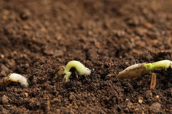 Маленькі зелені саджанці, що ростуть у родючому грунті — стокове фото