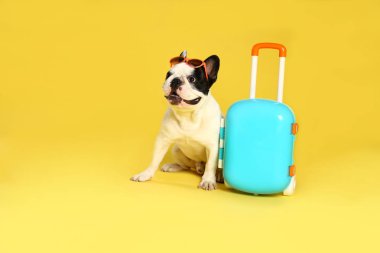 Güneş gözlüğü ve sarı arka plan üzerinde küçük bavul ile Fransız bulldog. Metin için alan