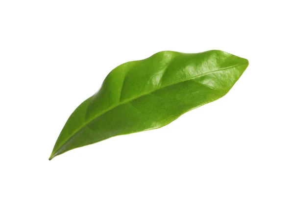 Świeży zielony liść kawy na białym tle — Zdjęcie stockowe