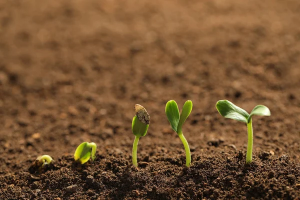 Kleine groene zaailingen groeien in vruchtbare grond — Stockfoto