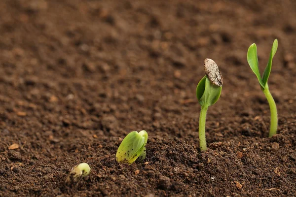 Kleine groene zaailingen groeien in vruchtbare grond. Ruimte voor tekst — Stockfoto