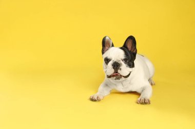 Sarı arka planda Fransız bulldog. Metin için alan