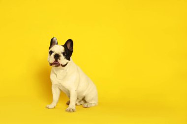 Sarı arka planda Fransız bulldog. Metin için alan