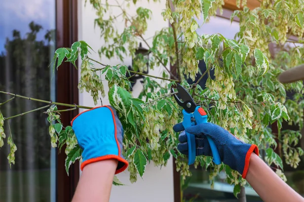 Mujer recortando ramas de árboles jóvenes al aire libre, de cerca. Jardinería doméstica —  Fotos de Stock