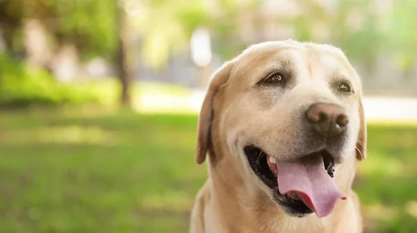 Söt Golden Labrador Retriever hund i sommarpark — Stockfoto