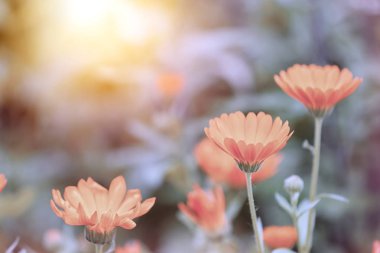 Çayırda güzel çiçek açan çiçekler, renk tonu