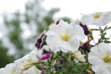 Bahçede yağmur damlaları ile güzel bahar çiçekleri, closeup görünümü