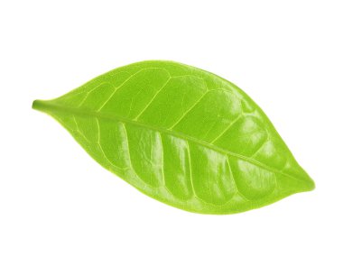 Taze yeşil kahve yaprağı beyaz izole