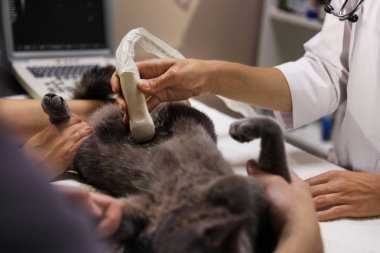 Veteriner kliniğinde ultrason taraması yapan gri kedi, çekim