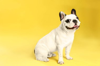 Sarı arka planda Fransız bulldog. Metin için alan