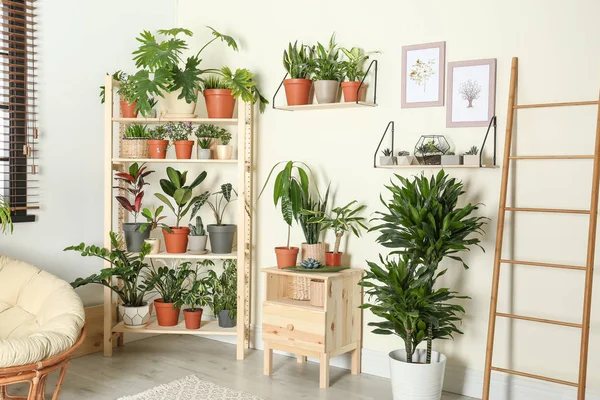 Intérieur élégant de la chambre avec différentes plantes à la maison — Photo