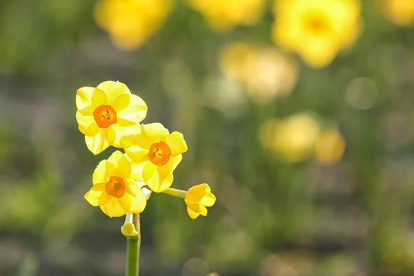Färska vackra Narcissus blommor i fält på solig dag, selektiv fokus med utrymme för text — Stockfoto